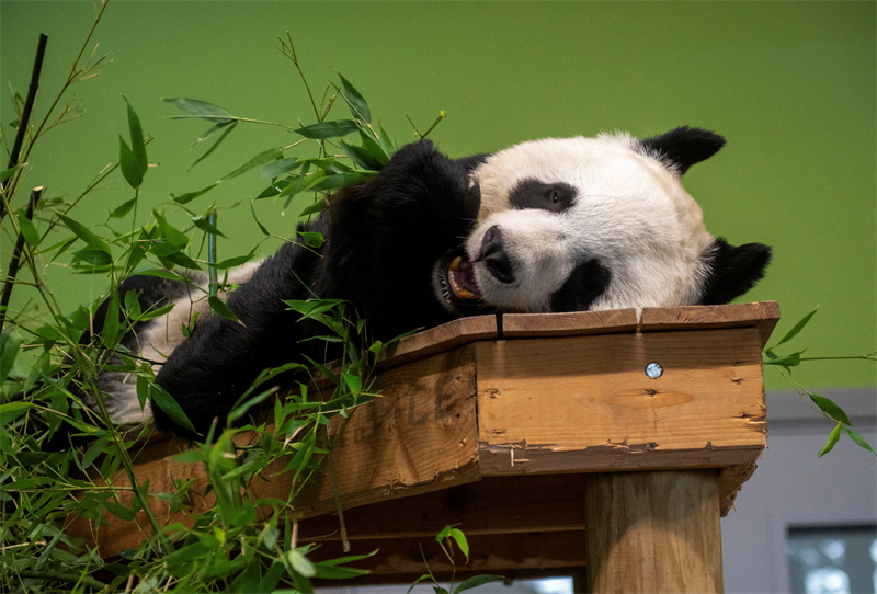 Les pandas géants Tian Tian et Yang Guang font leur retour en Chine