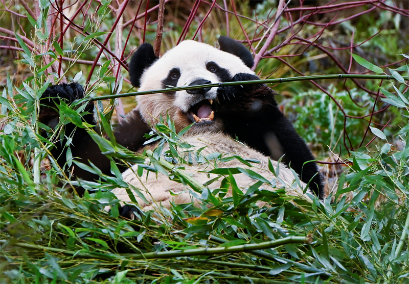 Les pandas géants Tian Tian et Yang Guang font leur retour en Chine