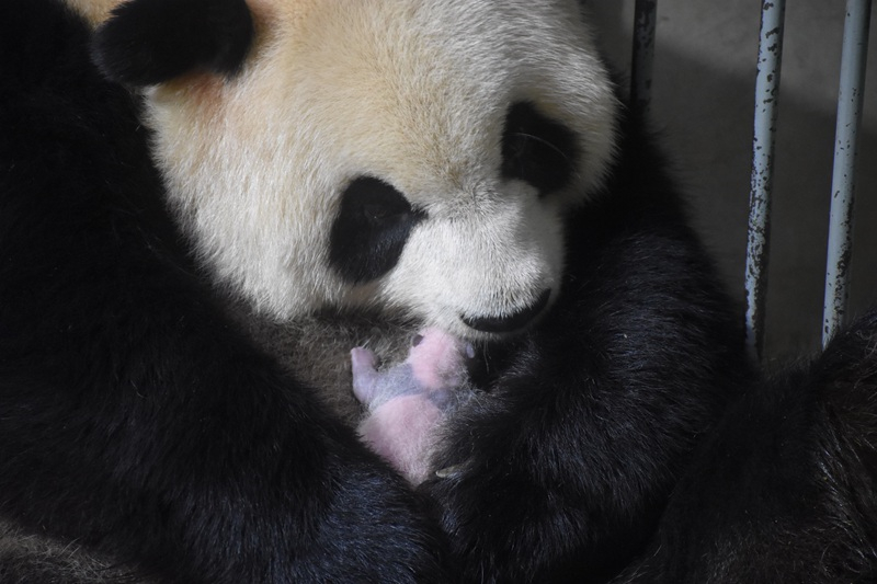 Shaanxi : 49 bébés pandas géants sont déjà nés au centre de recherche des monts Qinling