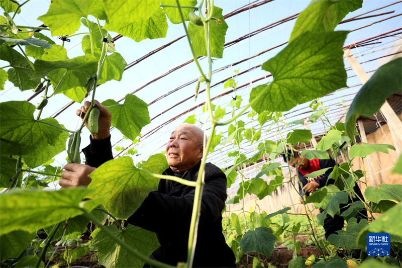 Hebei : les légumes sous abri entrent dans la pleine saison à Longyao