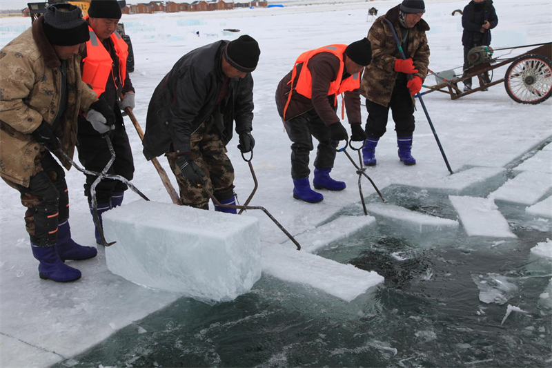 La récolte de la glace bat son plein au Xinjiang