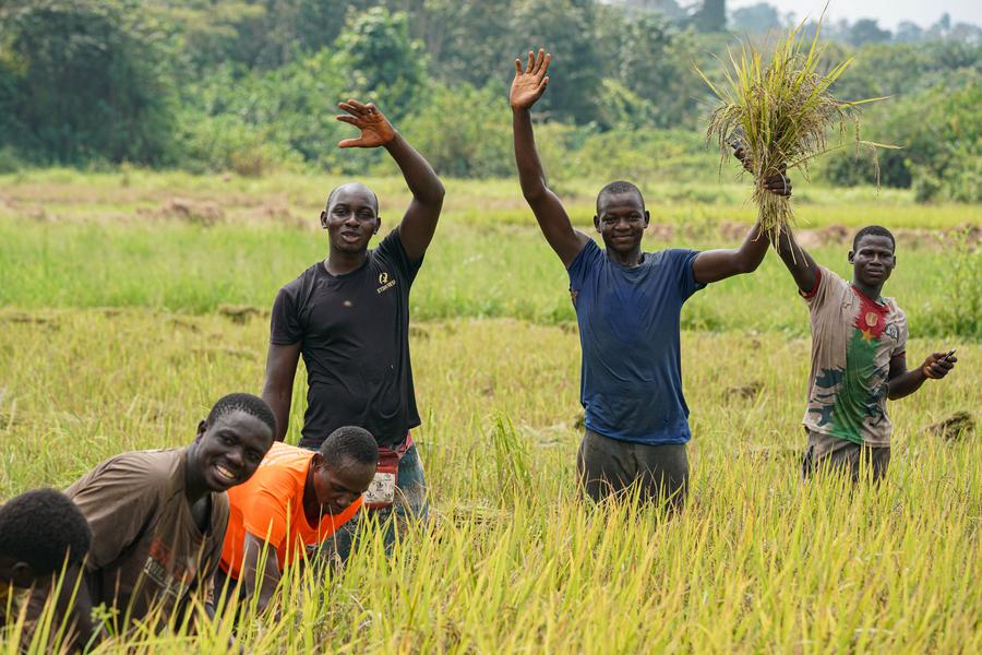 Des agriculteurs récoltent du riz paddy dans la zone hydroagricole de Guiguidou, à Divo en C?te d'Ivoire, le 8 janvier 2024. La zone de Guiguidou est une base de démonstration de la coopération agricole entre la Chine et la C?te d'Ivoire, ainsi qu'une base de culture de riz paddy de renommée nationale. (Xinhua/Han Xu)