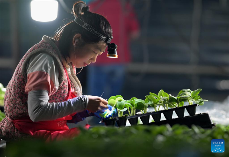 La ville de Luanzhou développe la culture sous serre pour augmenter le revenu des agriculteurs