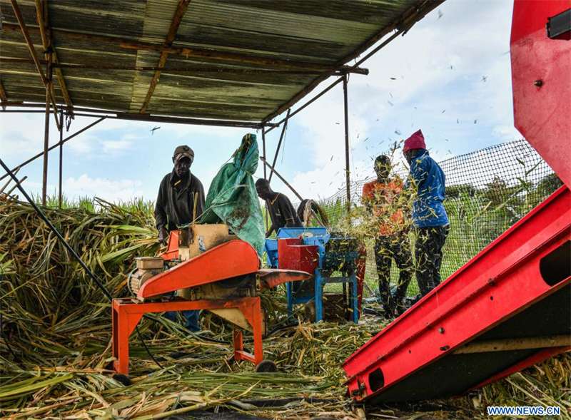 L'herbe Juncao au Kenya