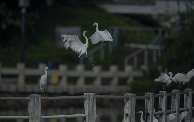 Le lac Yundang, un vrai paradis pour les aigrettes