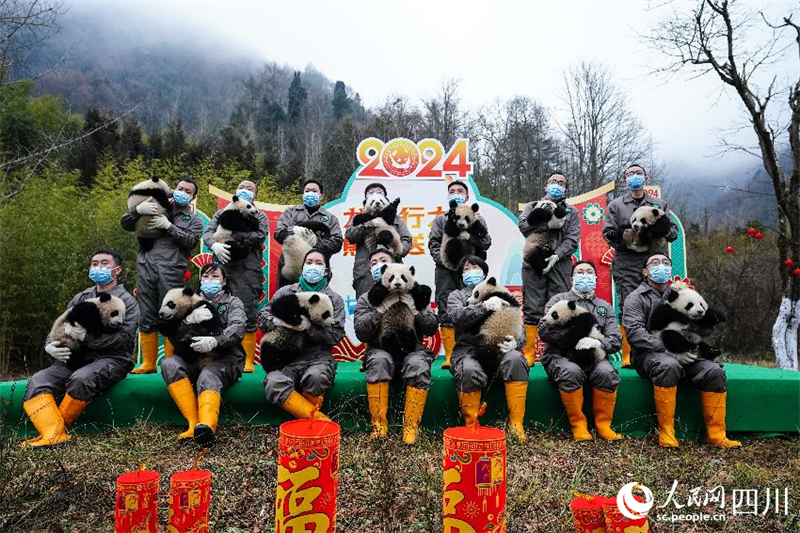 Sichuan : les petits pandas géants nés en 2023 envoient collectivement leur v?ux pour célébrer le Nouvel An chinois