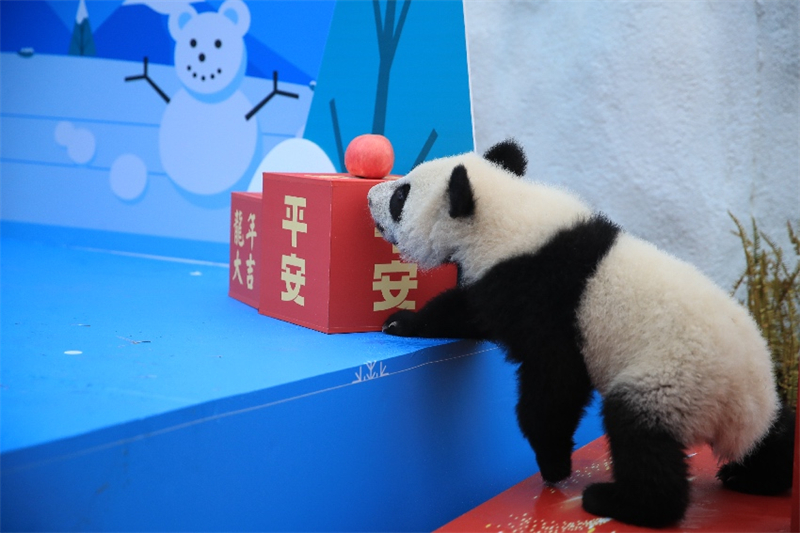 Sichuan : les petits pandas géants nés en 2023 envoient collectivement leur v?ux pour célébrer le Nouvel An chinois