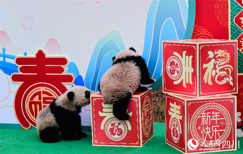 Sichuan : les petits pandas géants nés en 2023 envoient collectivement leur v?ux pour célébrer le Nouvel An chinois