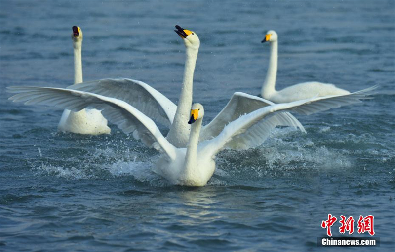 Les cygnes de la ? Baie des cygnes ? ont attiré de nombreux touristes lors de la fête du Printemps