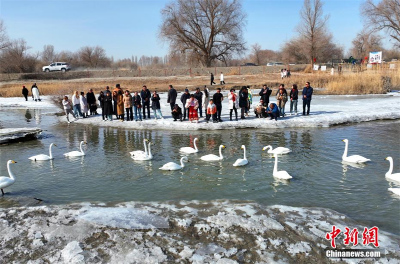 Les cygnes de la ? Baie des cygnes ? ont attiré de nombreux touristes lors de la fête du Printemps