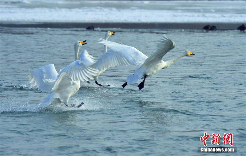 Les cygnes de la ? Baie des cygnes ? ont attiré de nombreux touristes lors de la fête du Printemps