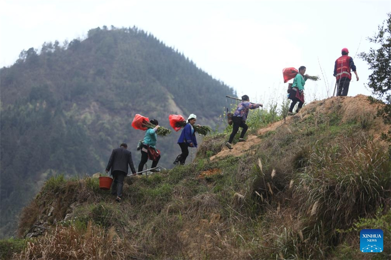 Guangxi : le cadre de vie du village de Wuying continue de s'améliorer grace au programme de plantation d'arbres