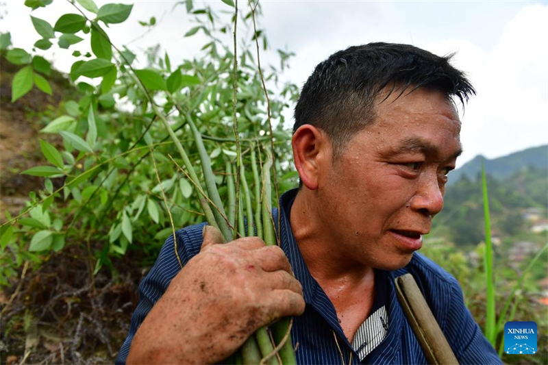 Guangxi : le cadre de vie du village de Wuying continue de s'améliorer grace au programme de plantation d'arbres