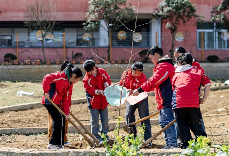 La Chine a planté près de 4 millions d'hectares de forêts en 2023