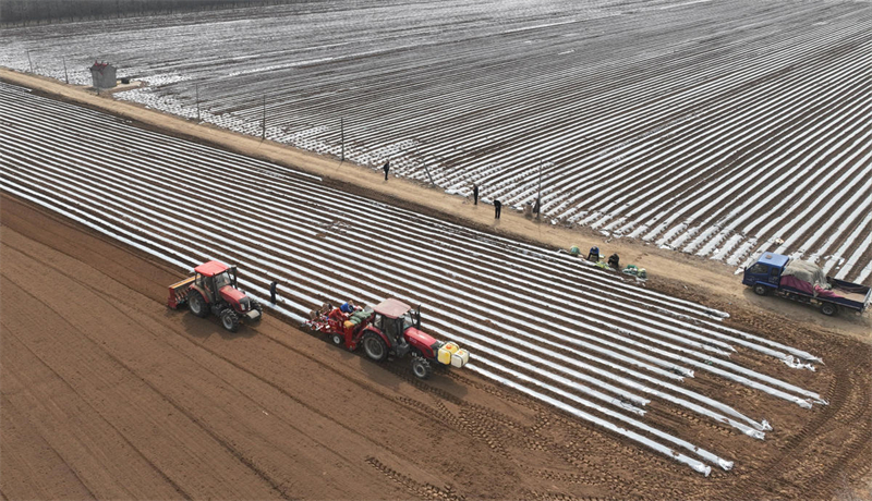 Shandong : les semis de printemps des ? pommes de terre de commande ? stimulent la revitalisation rurale à Linyi