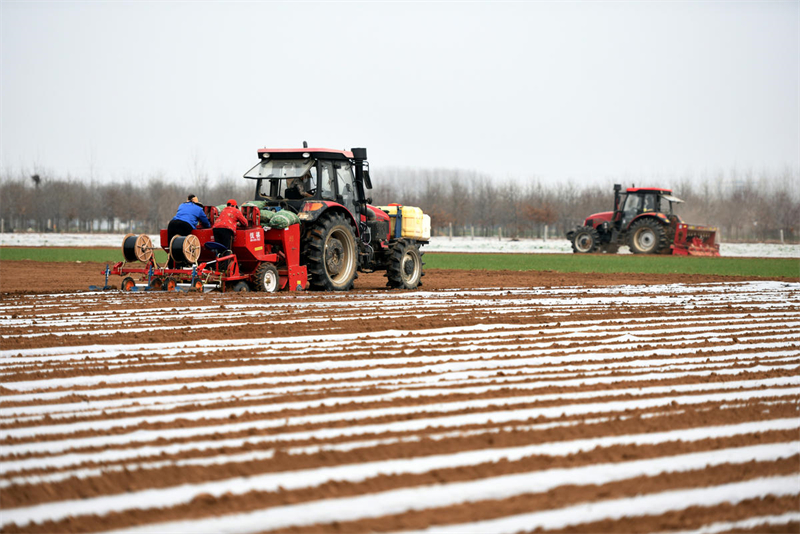 Shandong : les semis de printemps des ? pommes de terre de commande ? stimulent la revitalisation rurale à Linyi