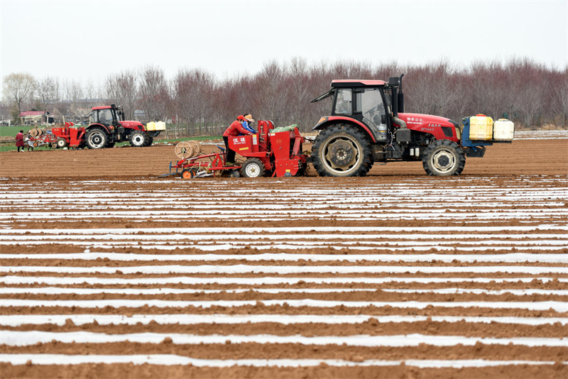 Shandong : les semis de printemps des ? pommes de terre de commande ? stimulent la revitalisation rurale à Linyi