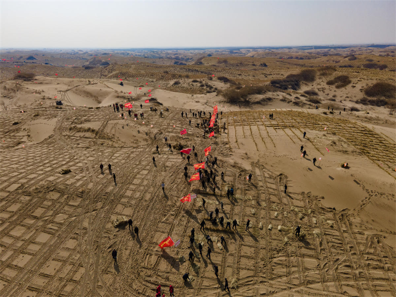 Mongolie intérieure : la bannière d'Aohan plante de l'herbe pour lutter contre la désertification