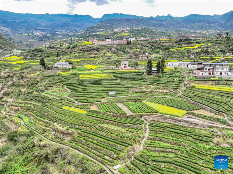 Les jardins de thé de Chongqing sont entrés dans la période de cueillette du thé de printemps