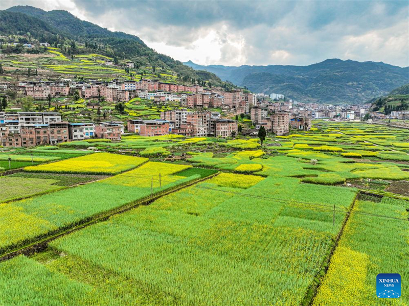 Les jardins de thé de Chongqing sont entrés dans la période de cueillette du thé de printemps