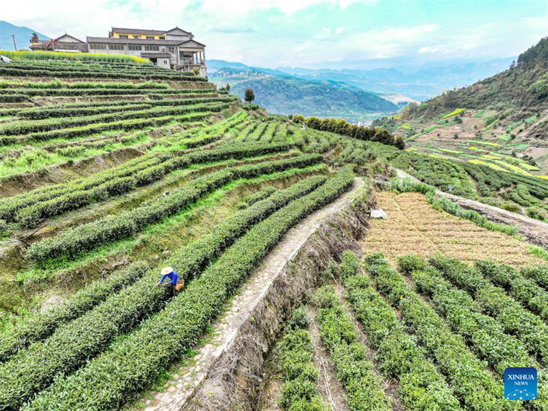 Les jardins de thé de Chongqing sont entrés dans la période de cueillette du thé de printemps