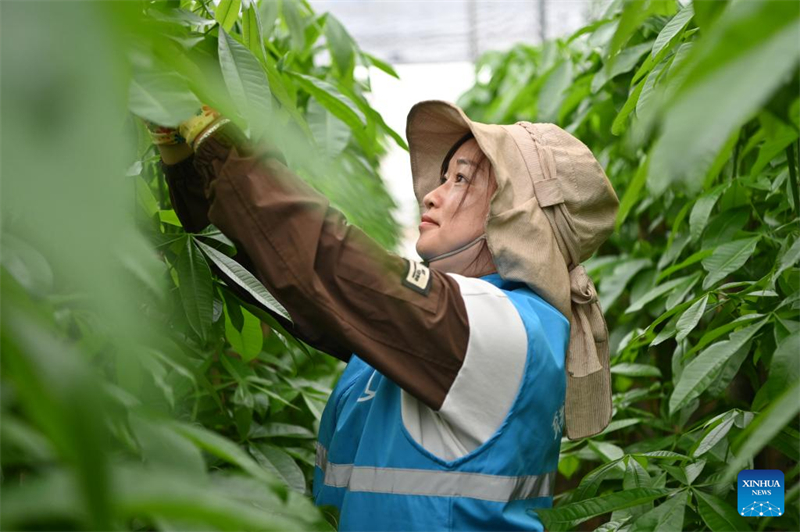 Un ouvrier agricole enlève des feuilles de Pachira Aquatica dans une serre d'une zone de démonstration industrielle de Pachira Aquatica du comté de Hepu, dans la ville de Beihai, dans la région autonome Zhuang du Guangxi (sud de la Chine), le 19 mars 2024. (Chen Luyuan / Xinhua)