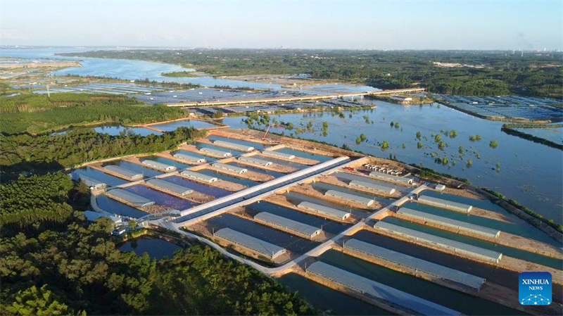 Photo non datée prise par un drone montrant la base de démonstration de l'élevage de canards marins dans le village de Qunzhu du comté de Hepu, à Beihai, dans la région autonome Zhuang du Guangxi (sud de la Chine). (Zhang Zhuowen / Xinhua)