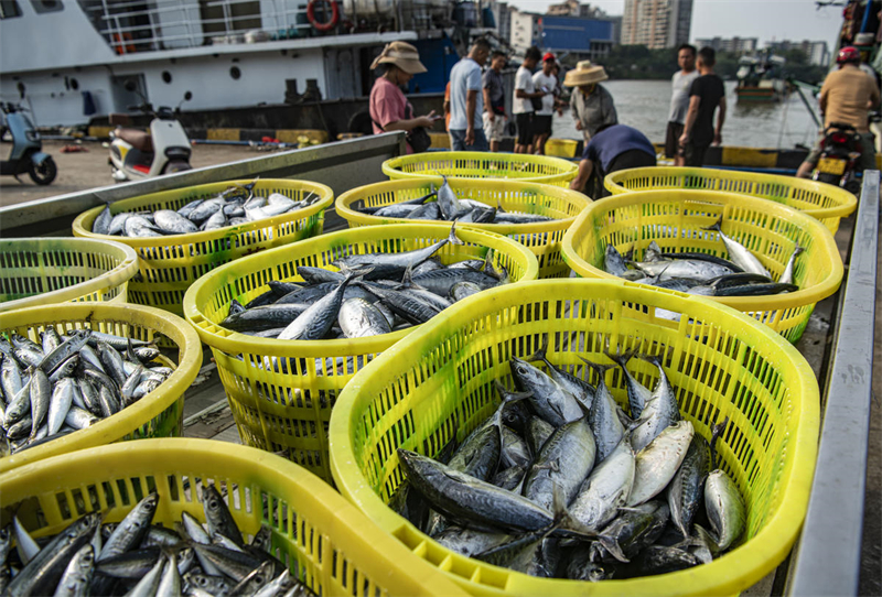 Hainan : un magnifique paysage printanier et des entrep?ts pleins de poissons à Qionghai