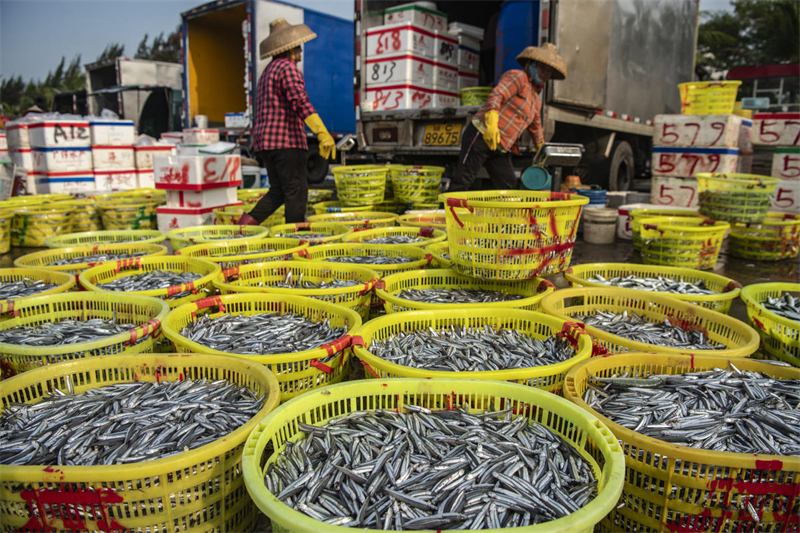 Hainan : un magnifique paysage printanier et des entrep?ts pleins de poissons à Qionghai