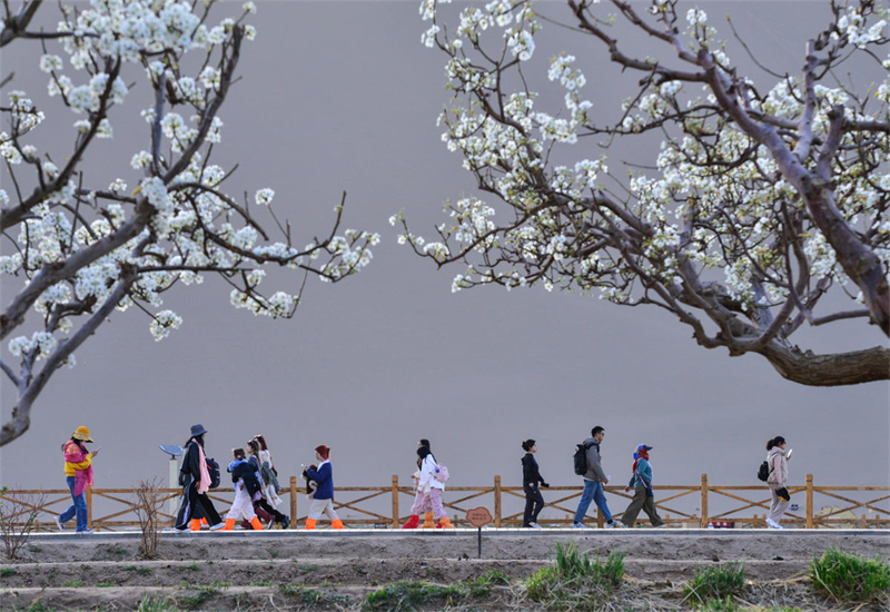 Gansu : le printemps s'épanouit à Dunhuang