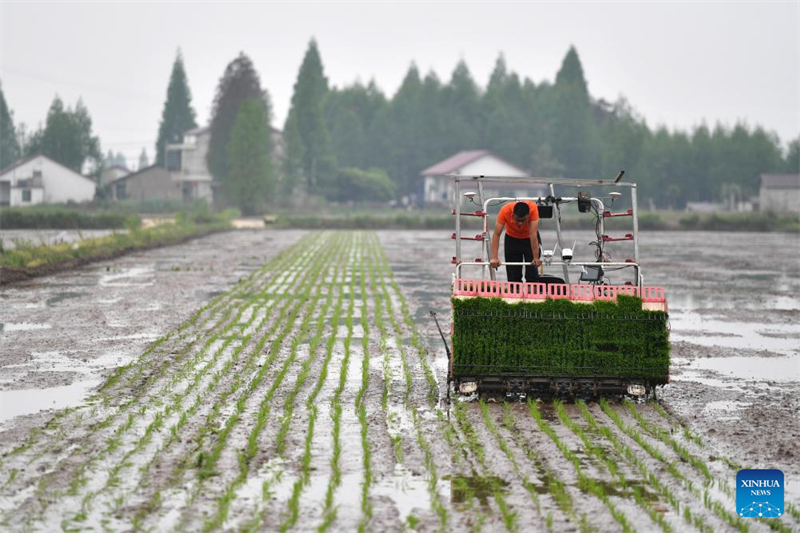 Hunan : une plateforme agricole intelligente améliore l'efficacité de la production