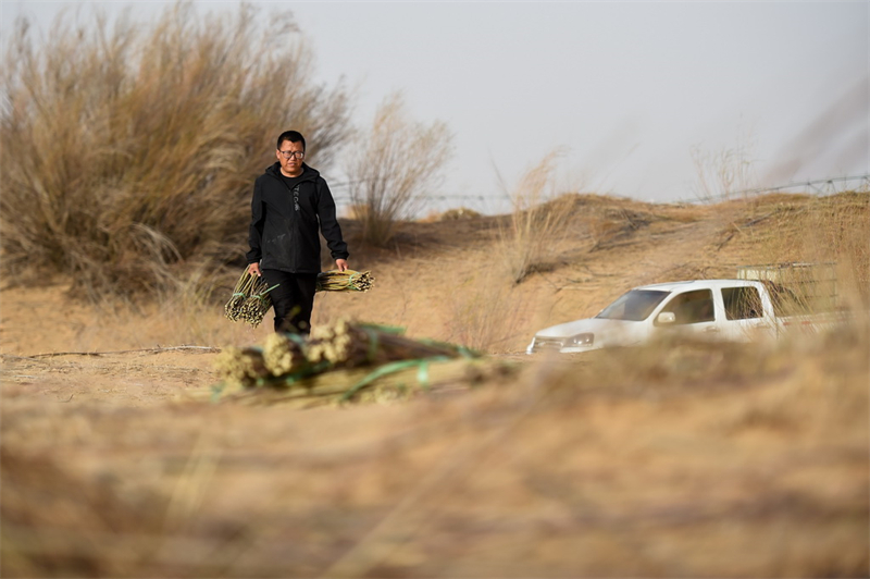 Mongolie intérieure : les revenus augmentent grace à la lutte contre la désertification