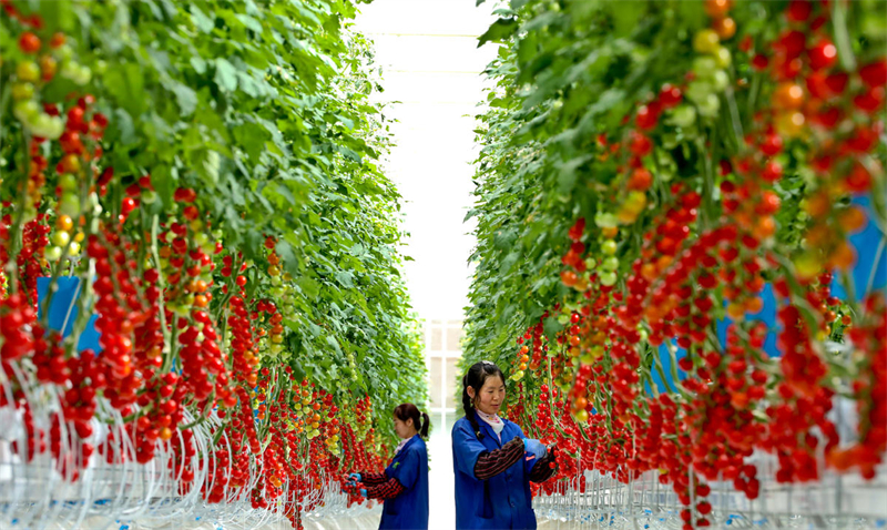 Gansu : comment l'agriculture intelligente ? transforme la pierre en or ? dans le désert de Gobi dans le comté de Minle