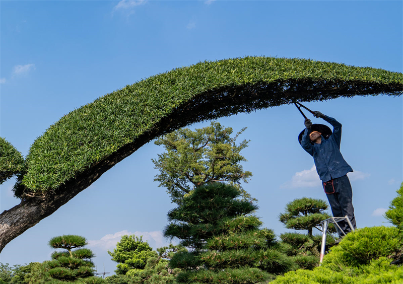 Zhejiang : la taille et le modelage de bonsa?s enrichit la population de Jinhua