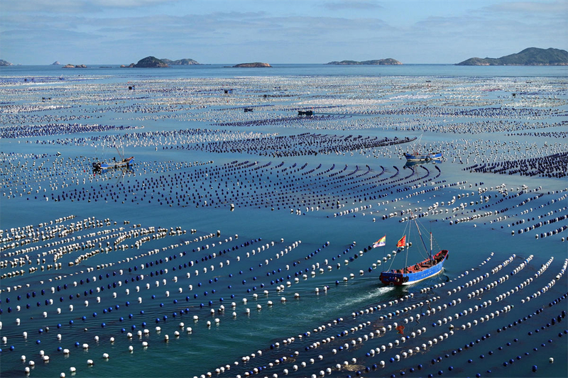 Zhejiang : l'élevage et la pêche battent leur plein à la ferme marine de Zhoushan