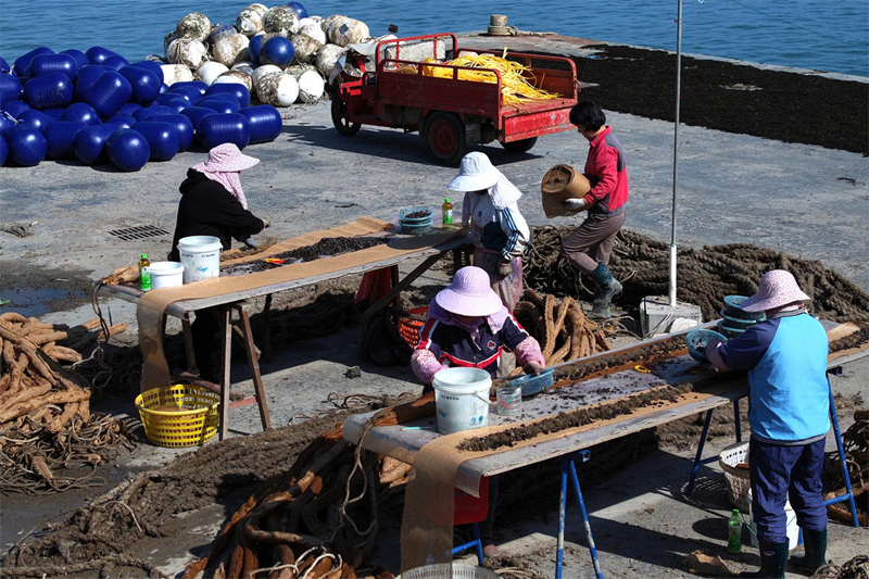 Zhejiang : l'élevage et la pêche battent leur plein à la ferme marine de Zhoushan