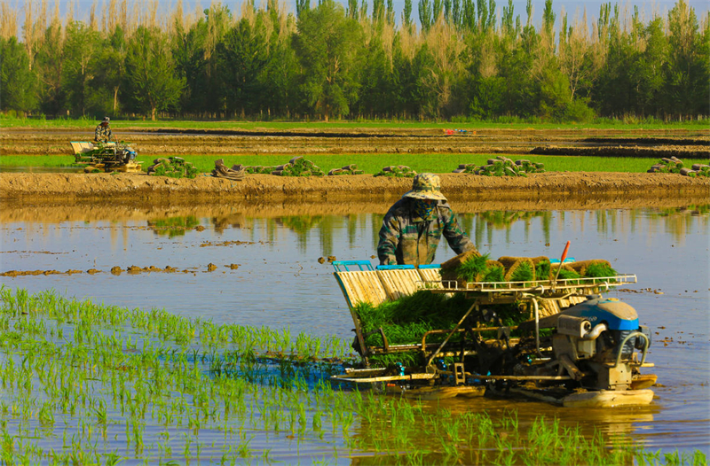 Gansu : le repiquage des plants de riz bat son plein sur les rives de la Rivière Noire à Zhangye