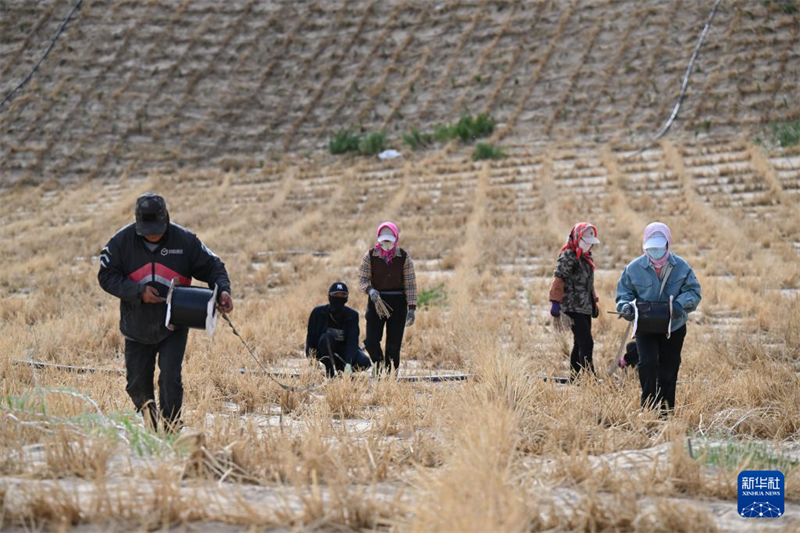 Mongolie intérieure : l'utilisation globale de multiples moyens pour contr?ler les terres sableuses de Horqin