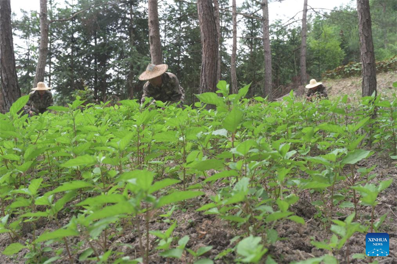 Fujian : les forêts développées dans un but économique