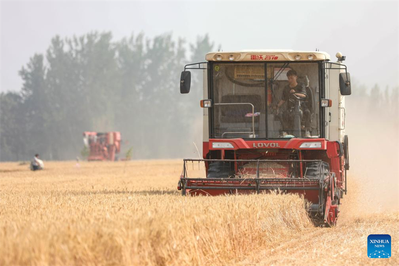 La province du Henan se prépare pour une récolte de blé exceptionnelle