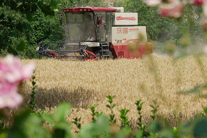 La Chine récolte du blé dans un contexte d'efforts visant à assurer sa sécurité alimentaire