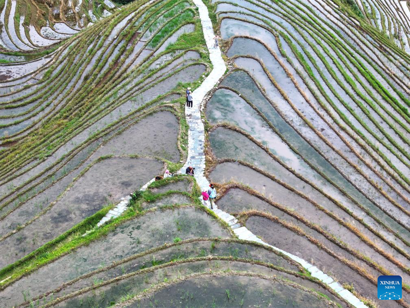 Guangxi : les champs en terrasses de Longji, dans le comté de Longsheng