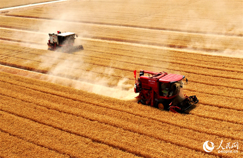 Henan : la récolte d'été et les semis d'automne ont commencé à Weishi