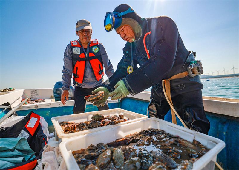 Shandong : la pleine saison de la pêche des holoturies sauvages a commencé à Rongcheng