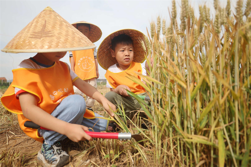 Shandong : des activités sur le thème du terme solaire des épis Pleins organisées dans une maternelle de Yiwen