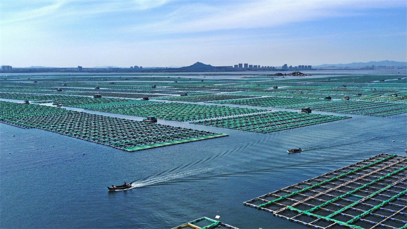 Shandong : les avantages accrus de la culture tridimensionnelle en mer peu profonde à Rongcheng