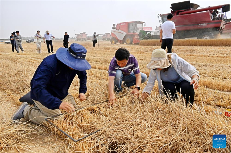 Shandong : la récolte du blé mécanisée à Qingdao