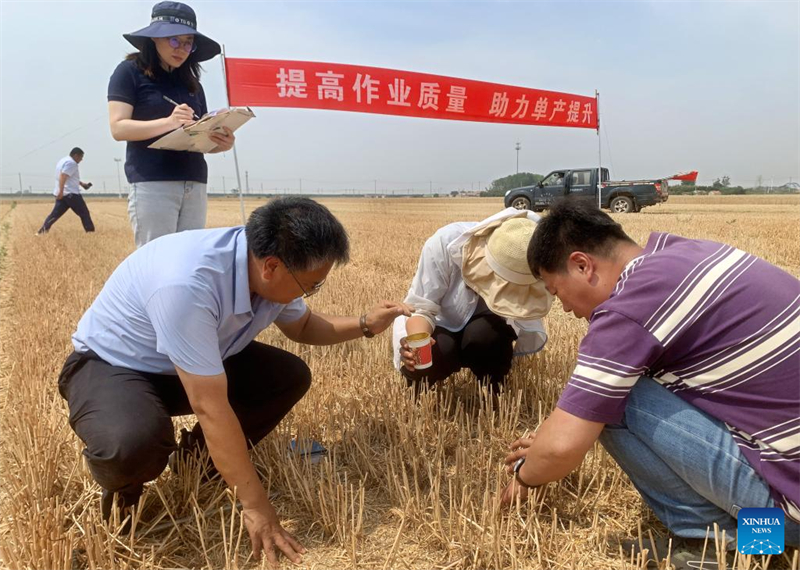 Shandong : la récolte du blé mécanisée à Qingdao