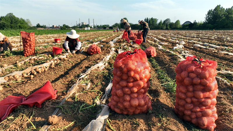 Shandong : les ? pommes de terre sur commande ? aident les agriculteurs de Tancheng à augmenter leurs revenus