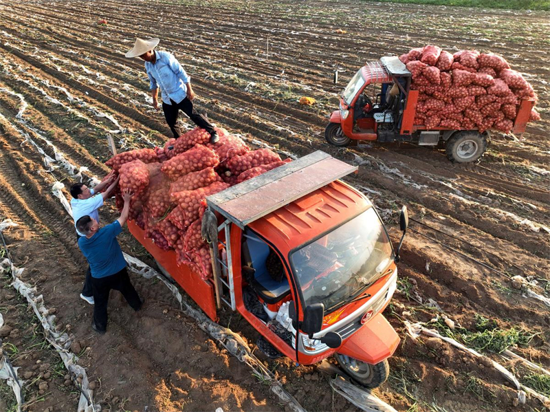 Shandong : les ? pommes de terre sur commande ? aident les agriculteurs de Tancheng à augmenter leurs revenus